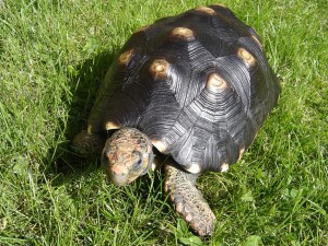 Köhlerschildkroete.jpg